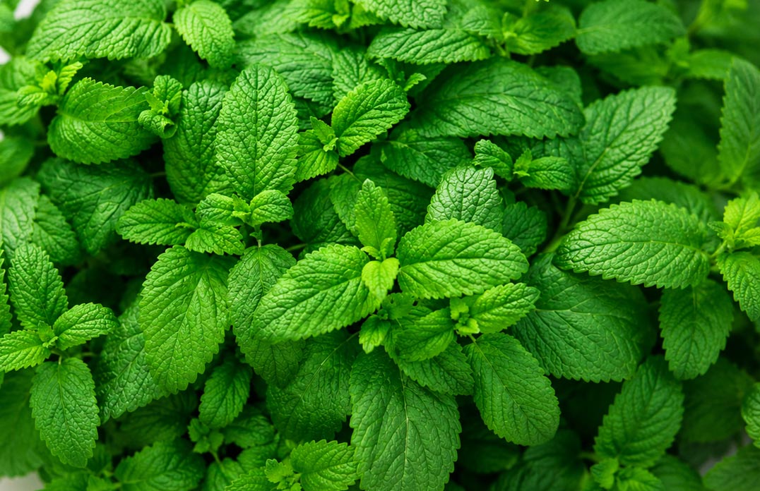 Green Leaves