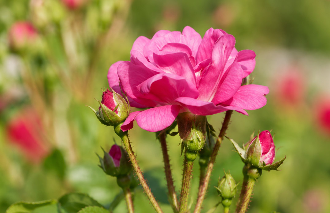Panner Rose