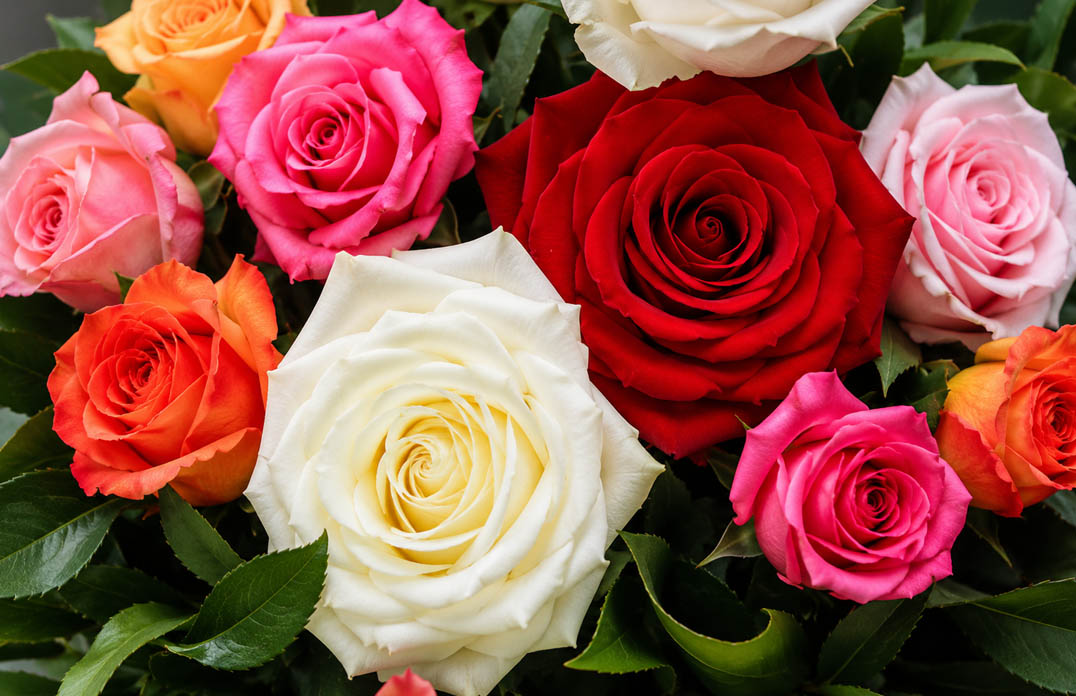 Rose
