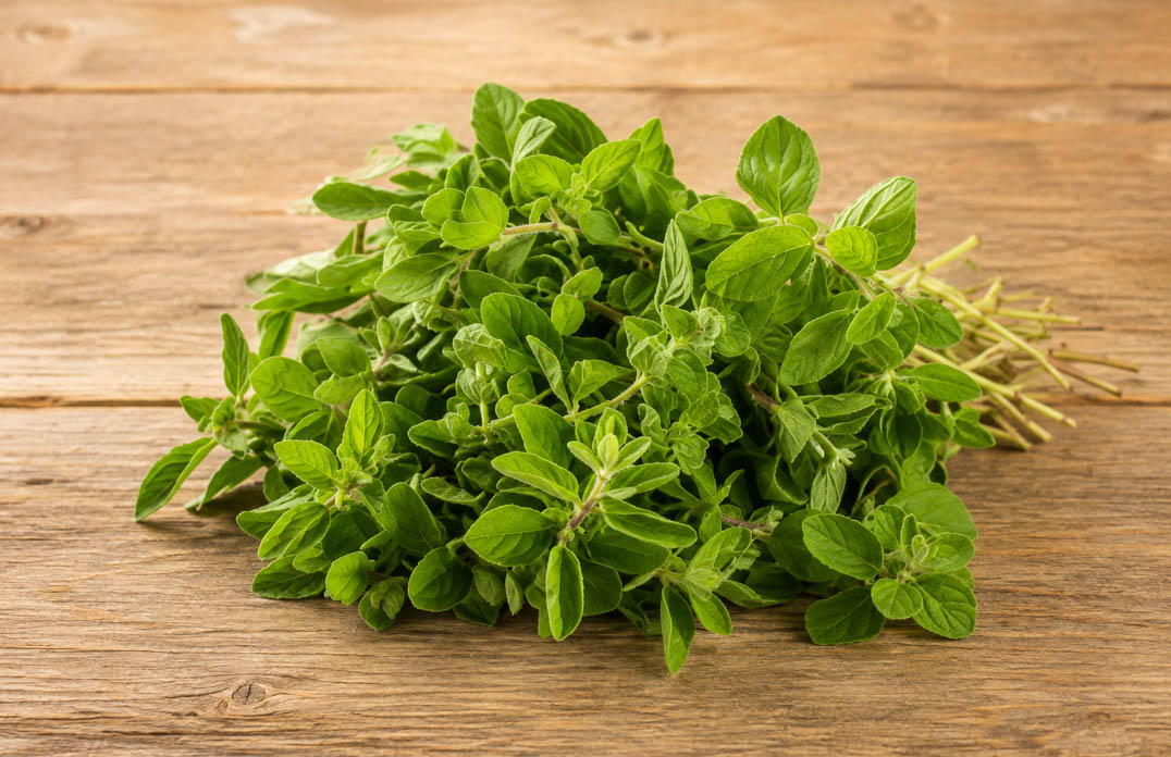 Marjoram